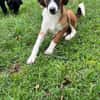 FINCH * Abenteurer sucht BegleiterIn