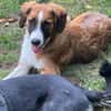 FINCH * Abenteurer sucht BegleiterIn