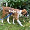 FINCH * Abenteurer sucht BegleiterIn