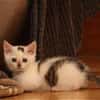 Otti sucht liebevolles Zuhause!