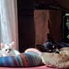 Otti sucht liebevolles Zuhause!