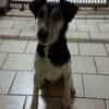 💚 Zuhause gesucht: Idefix 💚