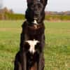 Balu - junger Kerl braucht Familie