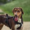 Zauberhafte Ruby sucht..