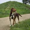 Zauberhafte Ruby sucht..