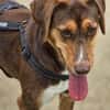 Zauberhafte Ruby sucht..