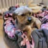 Süsser SHERLOCK sucht sein Zuhause