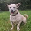 Xena - die kleine Labbi Mix Hündin
