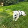 Xena - die kleine Labbi Mix Hündin