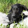 Herzensbrecher Maniso sucht dich