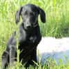 Herzensbrecher Maniso sucht dich