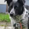 Mattia sucht ein liebevolles Zuhause
