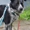 Mattia sucht ein liebevolles Zuhause