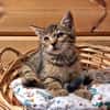 PRECIEUSE