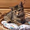 PRECIEUSE