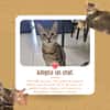 Simba chat mâle