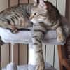 Simba chat mâle