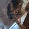 Simba chat mâle