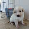GALLETA (union animal)