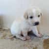 GALLETA (union animal)