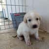 GALLETA (union animal)
