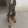 BRUNO