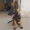BRUNO