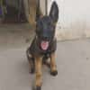 BRUNO