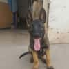 BRUNO