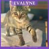 EVALYNE
