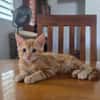 Tagada, femelle croisée européen, née le 17/05/2025 🐱