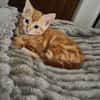 Tagada, femelle croisée européen, née le 17/05/2025 🐱