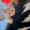 ALOHA & BAGHEERA