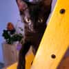 ALOHA & BAGHEERA
