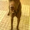 Pollux, mâle croisé shar pei, né le 03/06/2024  🐶