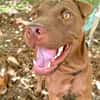 Pollux, mâle croisé shar pei, né le 03/06/2024  🐶