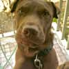 Pollux, mâle croisé shar pei, né le 03/06/2024  🐶