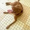Pollux, mâle croisé shar pei, né le 03/06/2024  🐶
