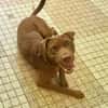 Pollux, mâle croisé shar pei, né le 03/06/2024  🐶