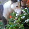 Marley, mâle croisé berger, né le 22/05/2021 🐶