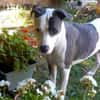 Marley, mâle croisé berger, né le 22/05/2021 🐶