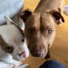 Brooklyn, femelle, Berger X Staffordshire Terrier (Décatégorisée par diagnose), née le 20/04/2022