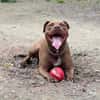Brooklyn, femelle, Berger X Staffordshire Terrier (Décatégorisée par diagnose), née le 20/04/2022