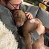 Brooklyn, femelle, Berger X Staffordshire Terrier (Décatégorisée par diagnose), née le 20/04/2022