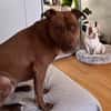 Brooklyn, femelle, Berger X Staffordshire Terrier (Décatégorisée par diagnose), née le 20/04/2022