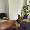 Brooklyn, femelle, Berger X Staffordshire Terrier (Décatégorisée par diagnose), née le 20/04/2022