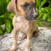Thorin, mâle croisé berger, né le 15/04/2025  🐶