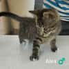 ALEX  chaton 3 mois