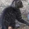 ALEX  chaton 3 mois