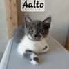 PENELOPE, ALLOS et AALTO
